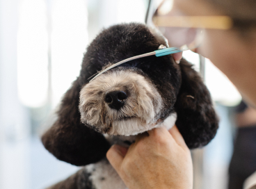 Jacksonville Salon-Style Grooming
