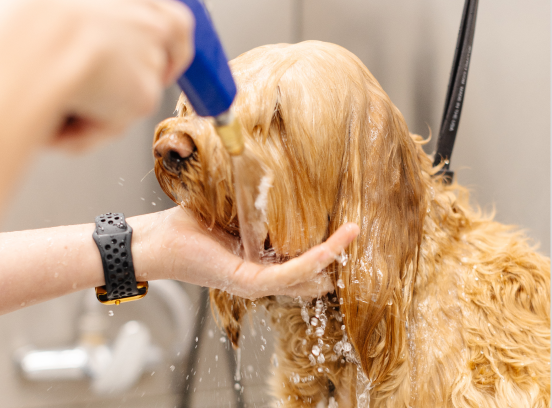 Jacksonville K9 Hygiene