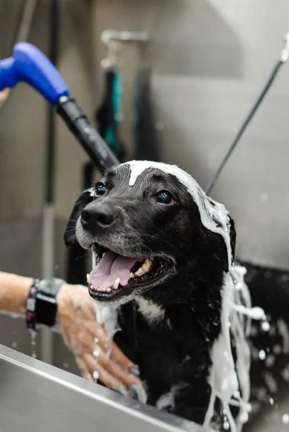 K9 Wellness Cottleville
