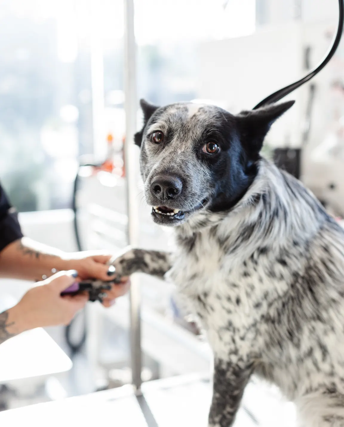 pawdicure
